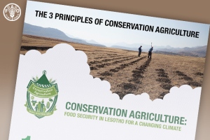 FAO Bulletin: 3 Principles of Conservation Agriculture
